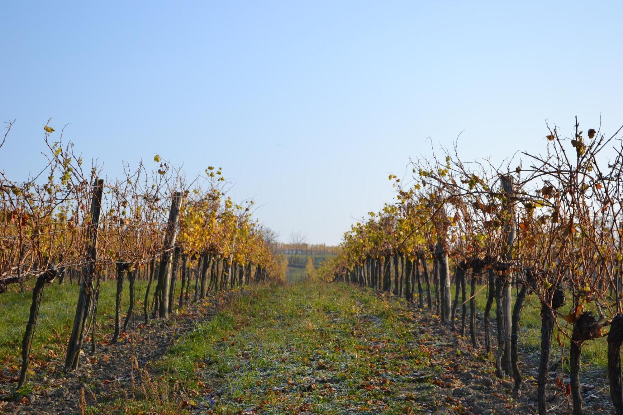 Wein + Bett Wiedeck Stetten Exterior foto